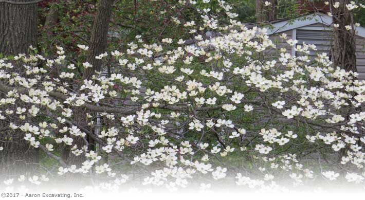 Environmental Services for your projects.